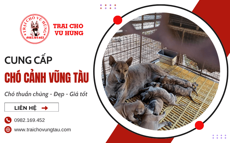 chó cảnh